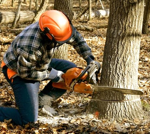 Tree Removal in Aydlett, NC